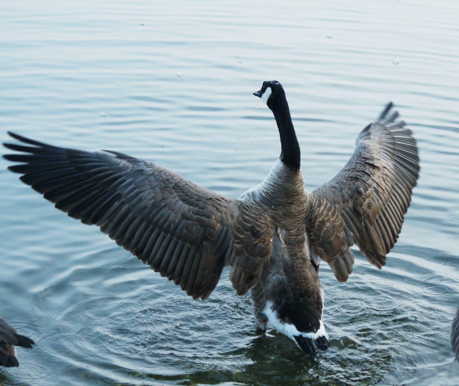 Enghien-les-Bains — a goose flapping its wings in the water