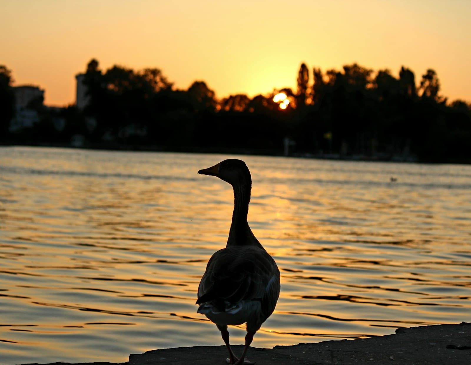 Enghien-les-Bains — a duck standing on the edge of a body of water