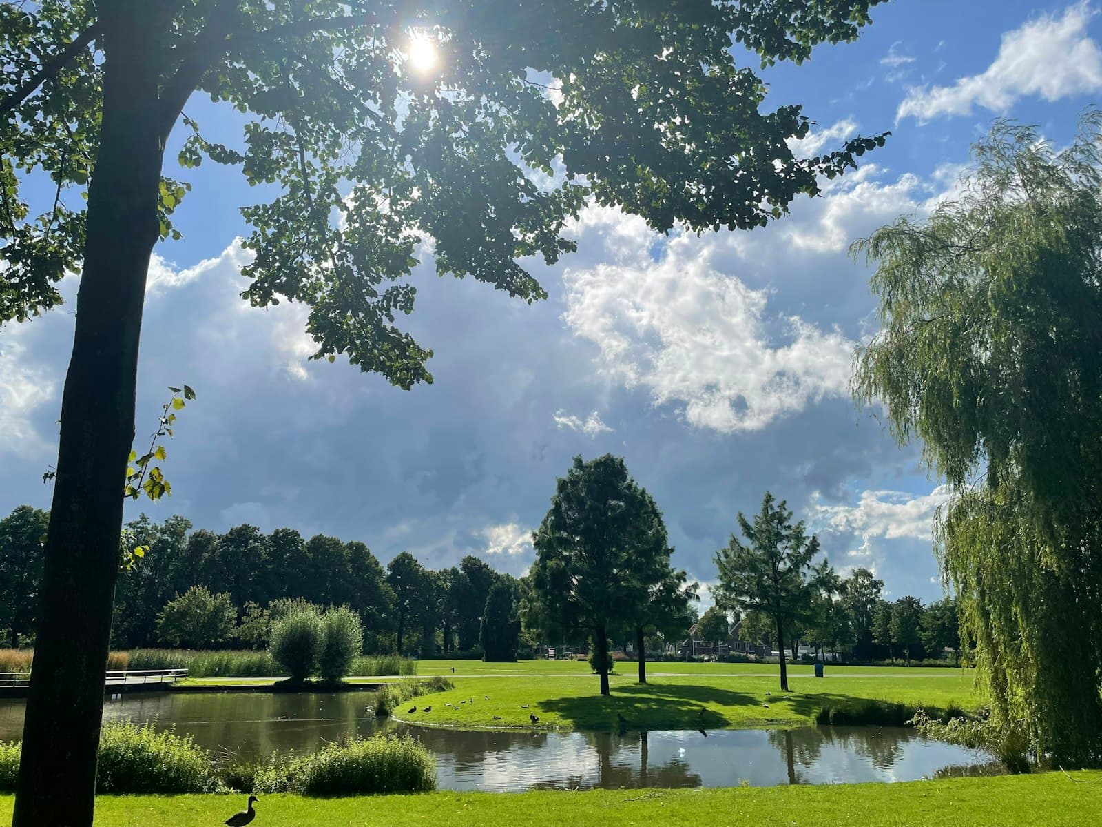 Enschede — a pond surrounded by trees and grass under a blue sky