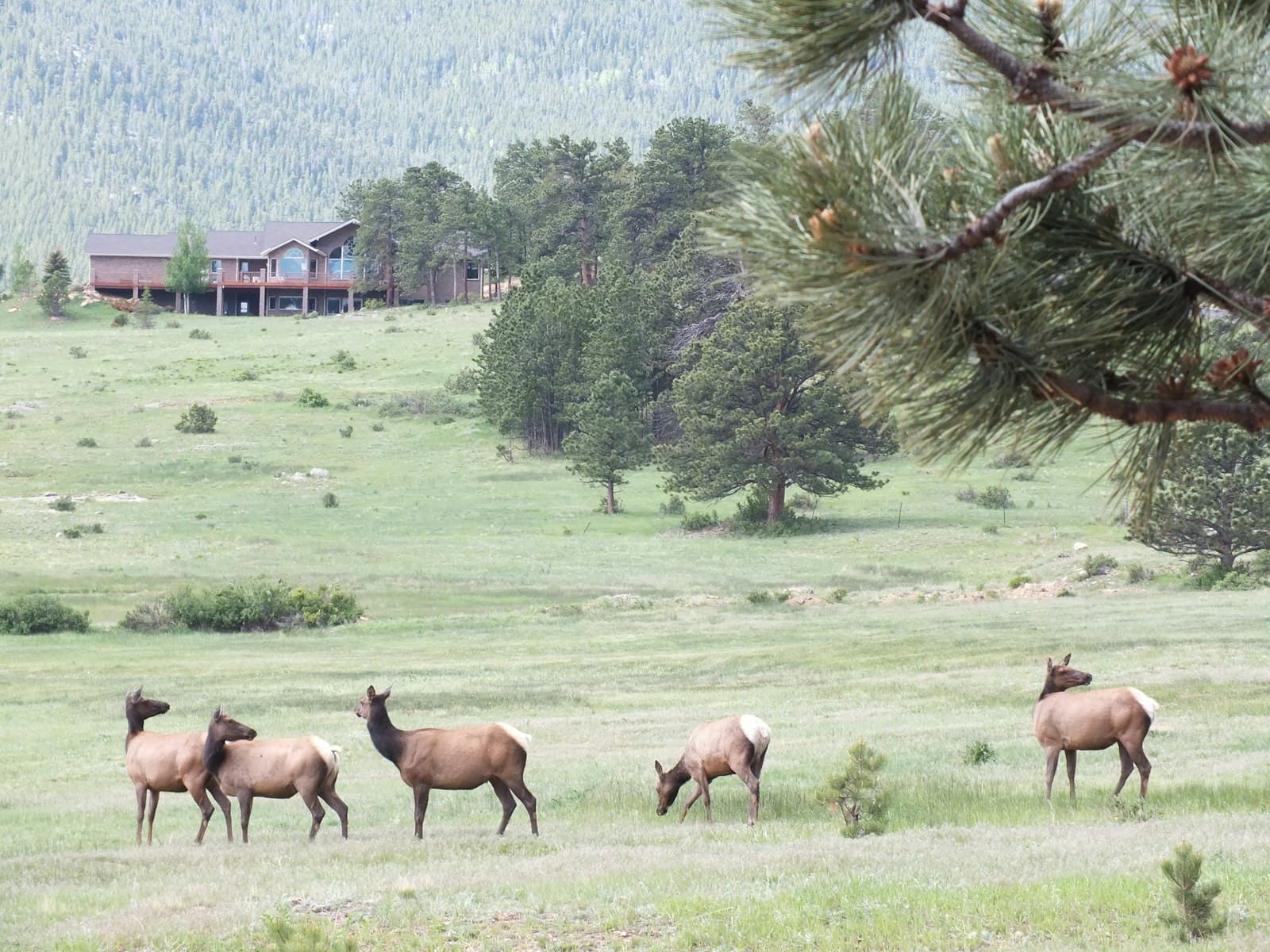 Estes Park — brown five horses
