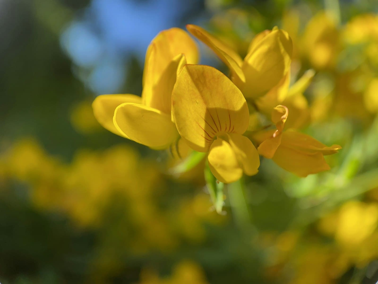 Eugene — yellow daffodils in bloom during daytime