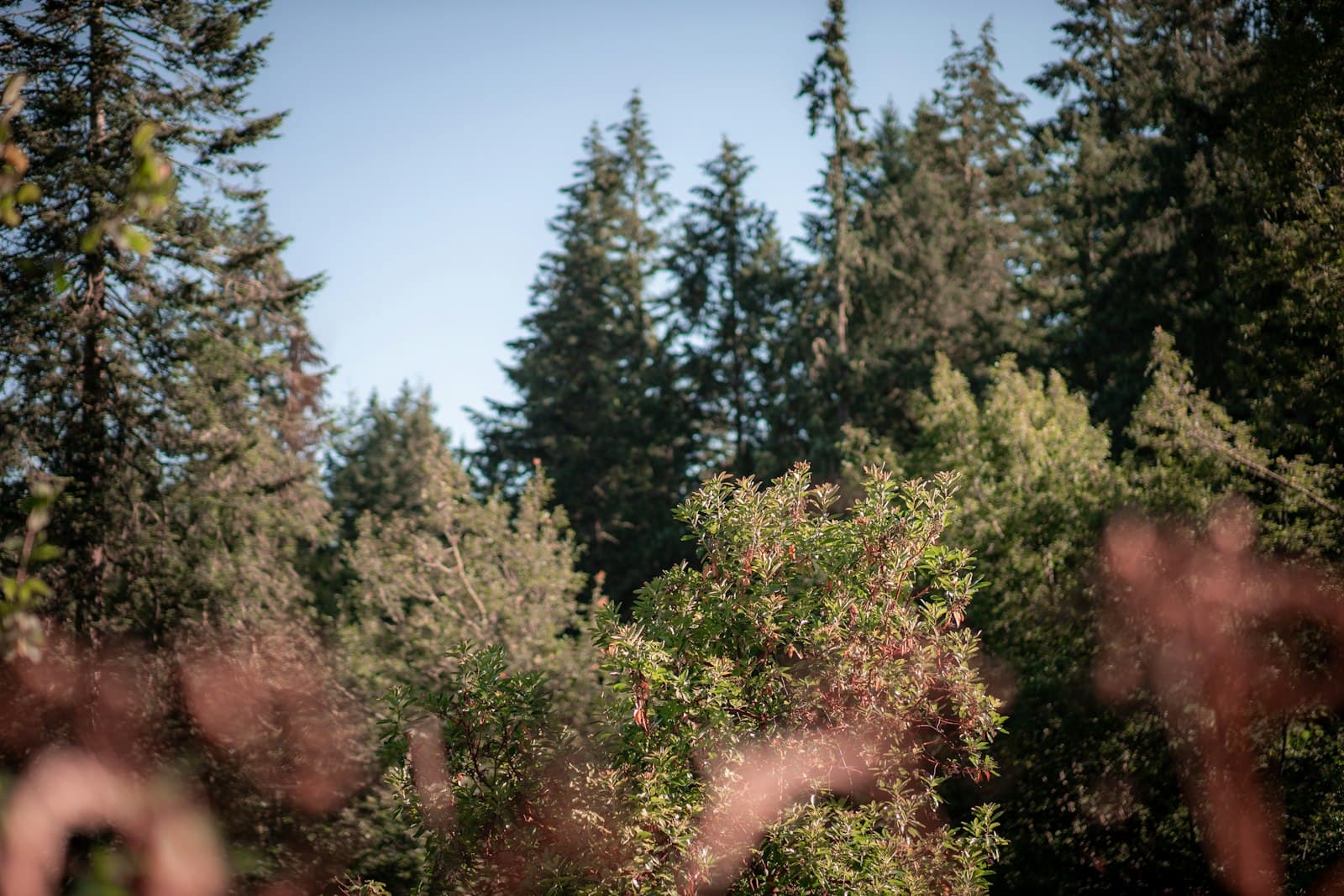 Eugene — green and brown trees under blue sky during daytime
