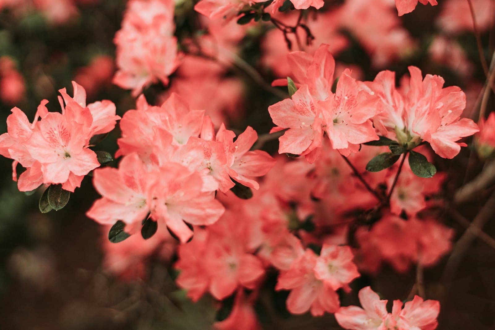 Fayetteville — pink flowers in tilt shift lens