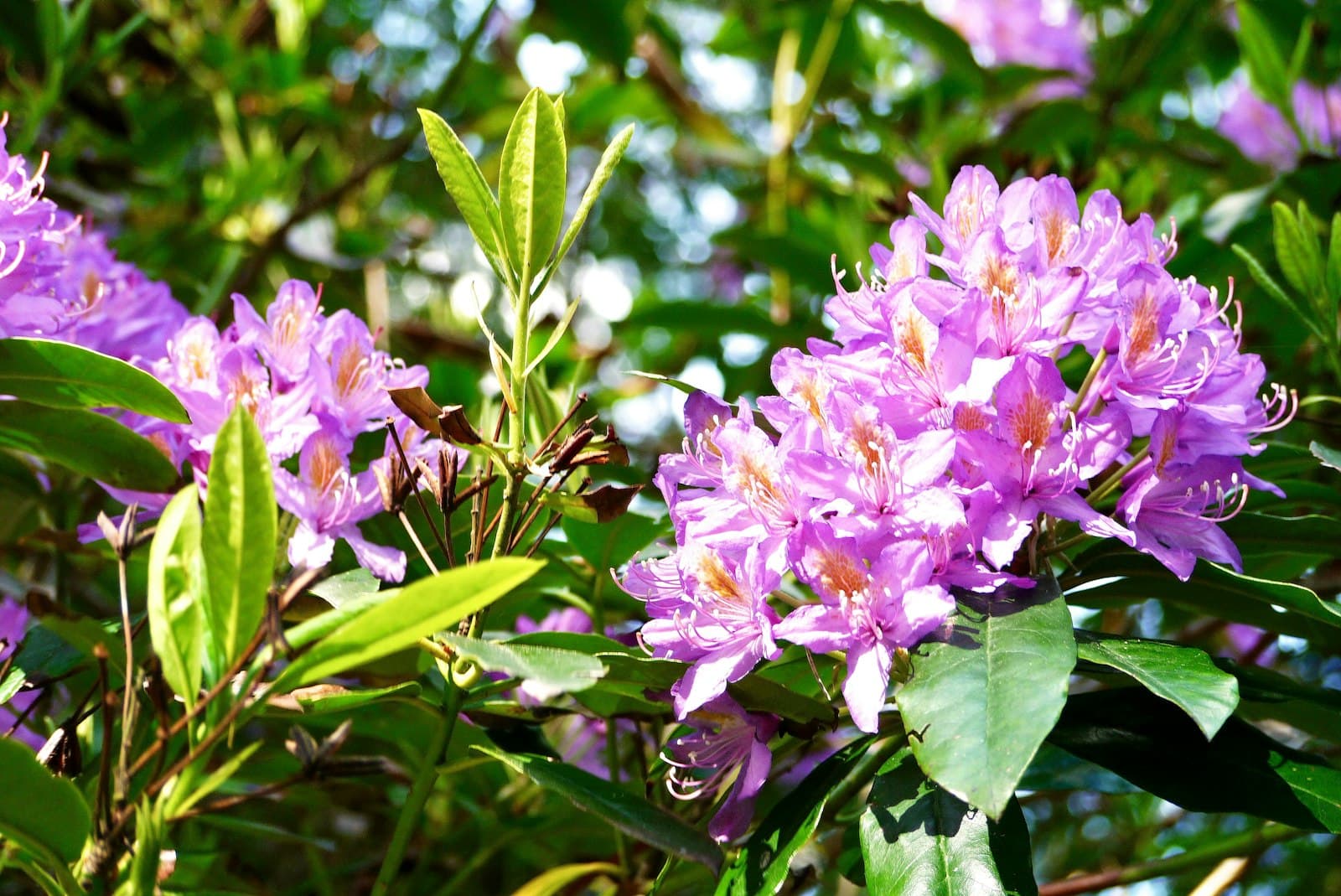 Fowey — pink flowers in tilt shift lens