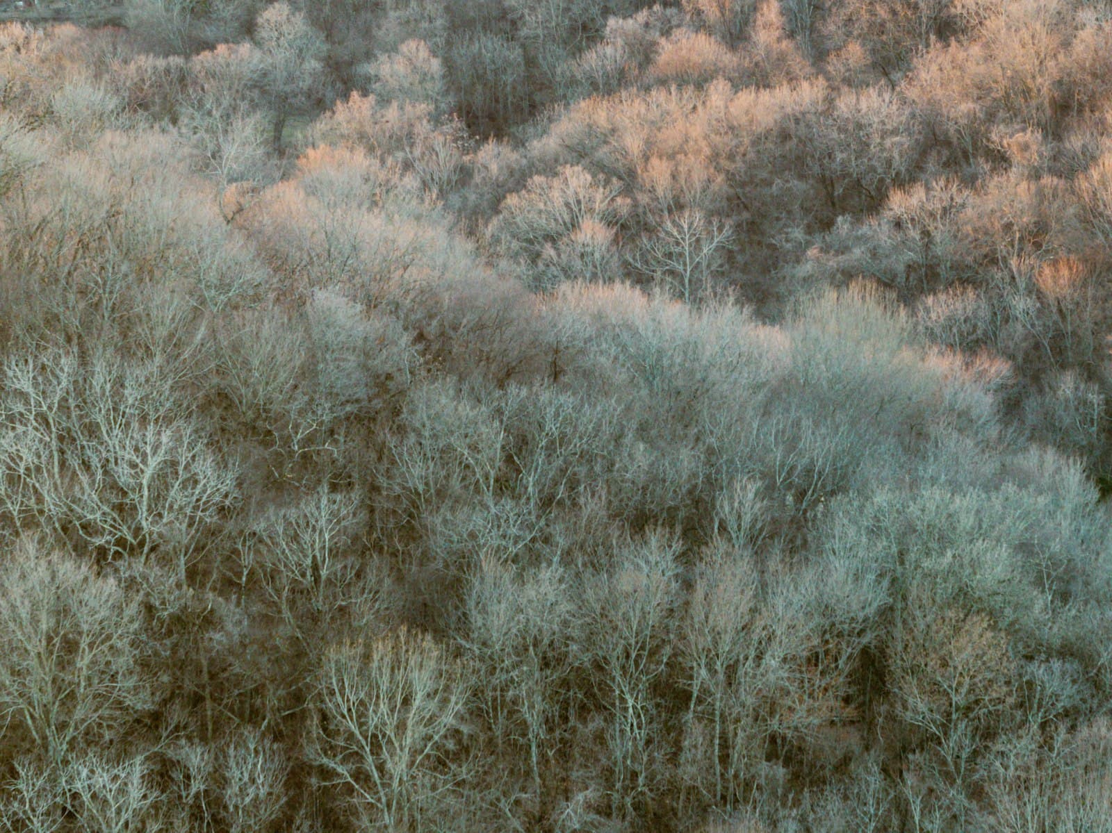 Franklin — a herd of sheep grazing on top of a lush green forest
