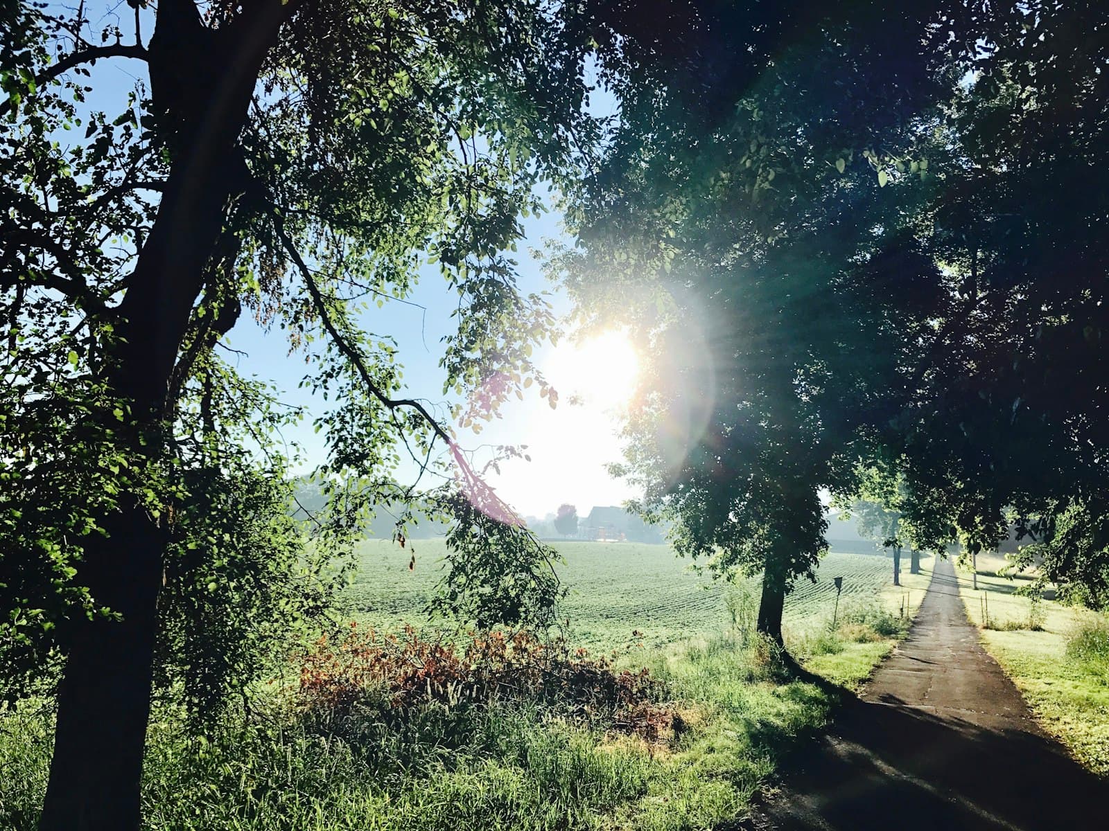 Freeport — green grass field and trees during daytime