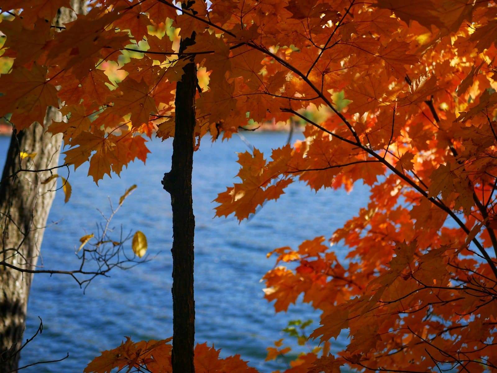 Gatineau — yellow leaf tree