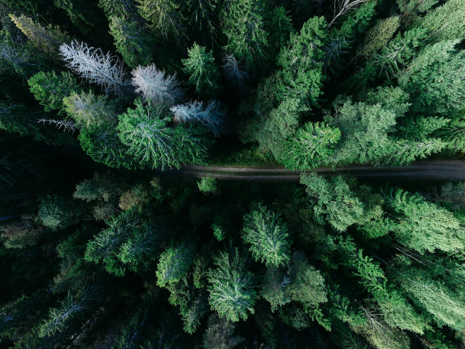 Gävle — low angle photo of pine trees