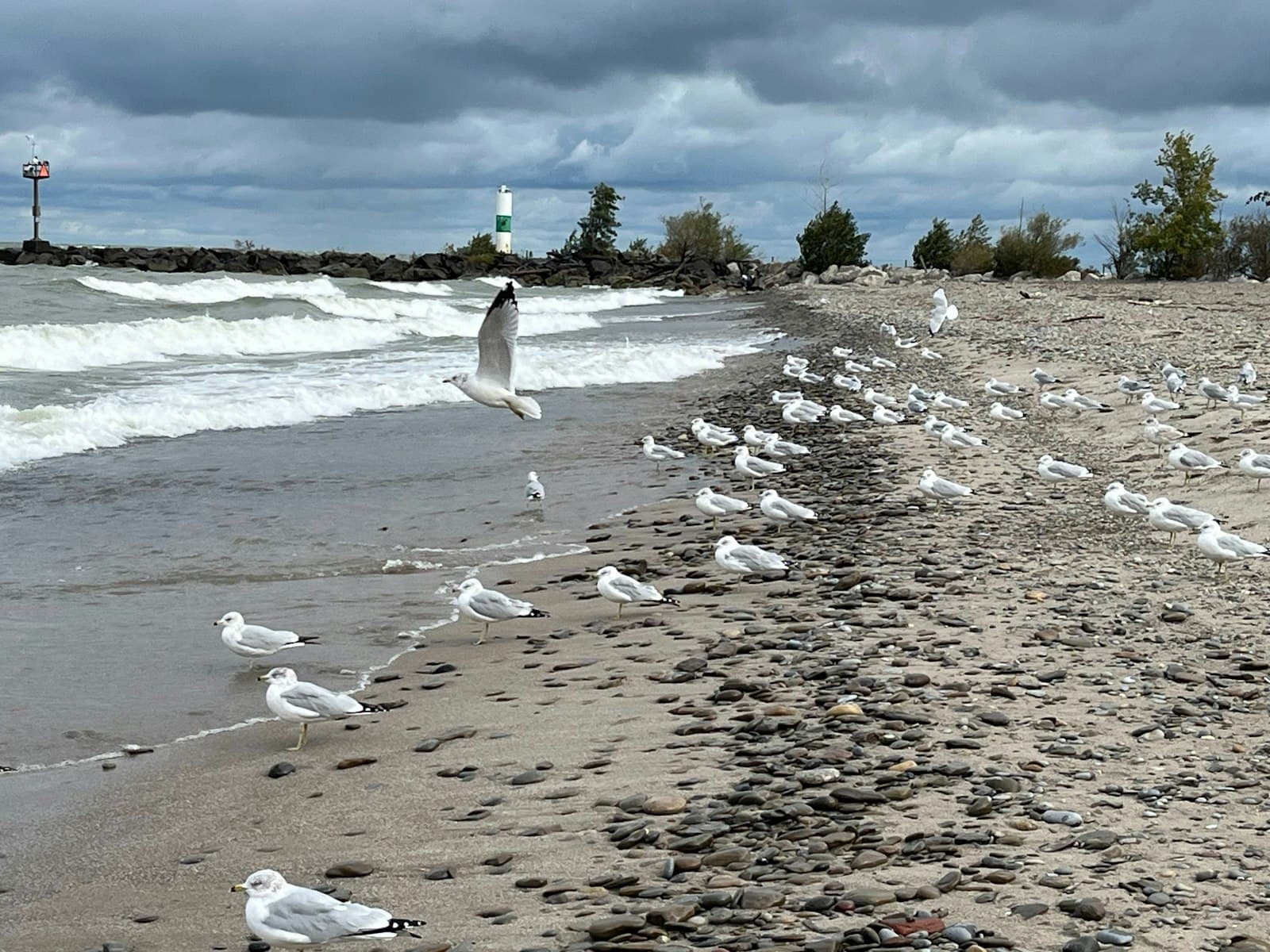 Geneva — a flock of seagulls standing on a beach next to the ocean