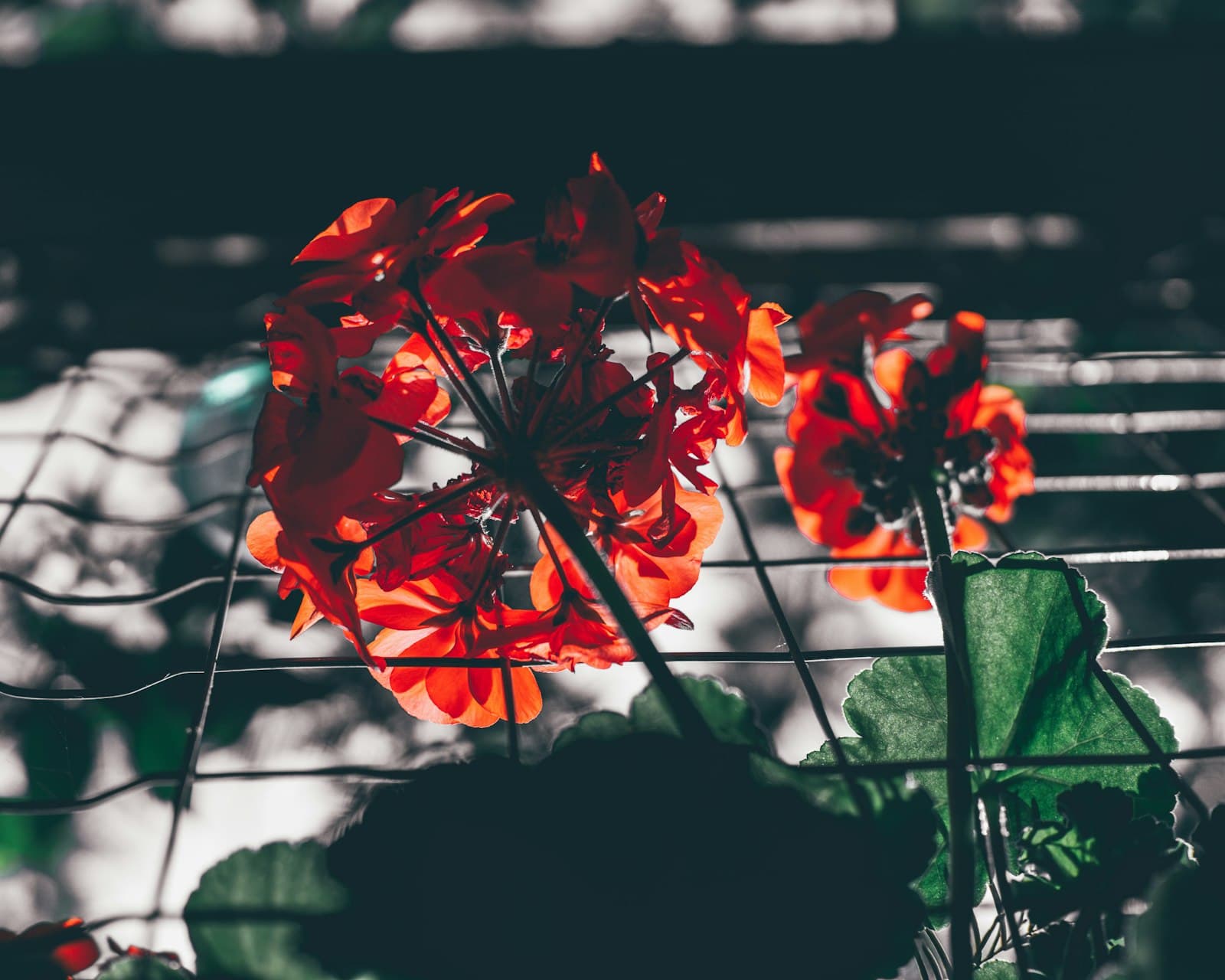 Gengenbach — red flower in tilt shift lens
