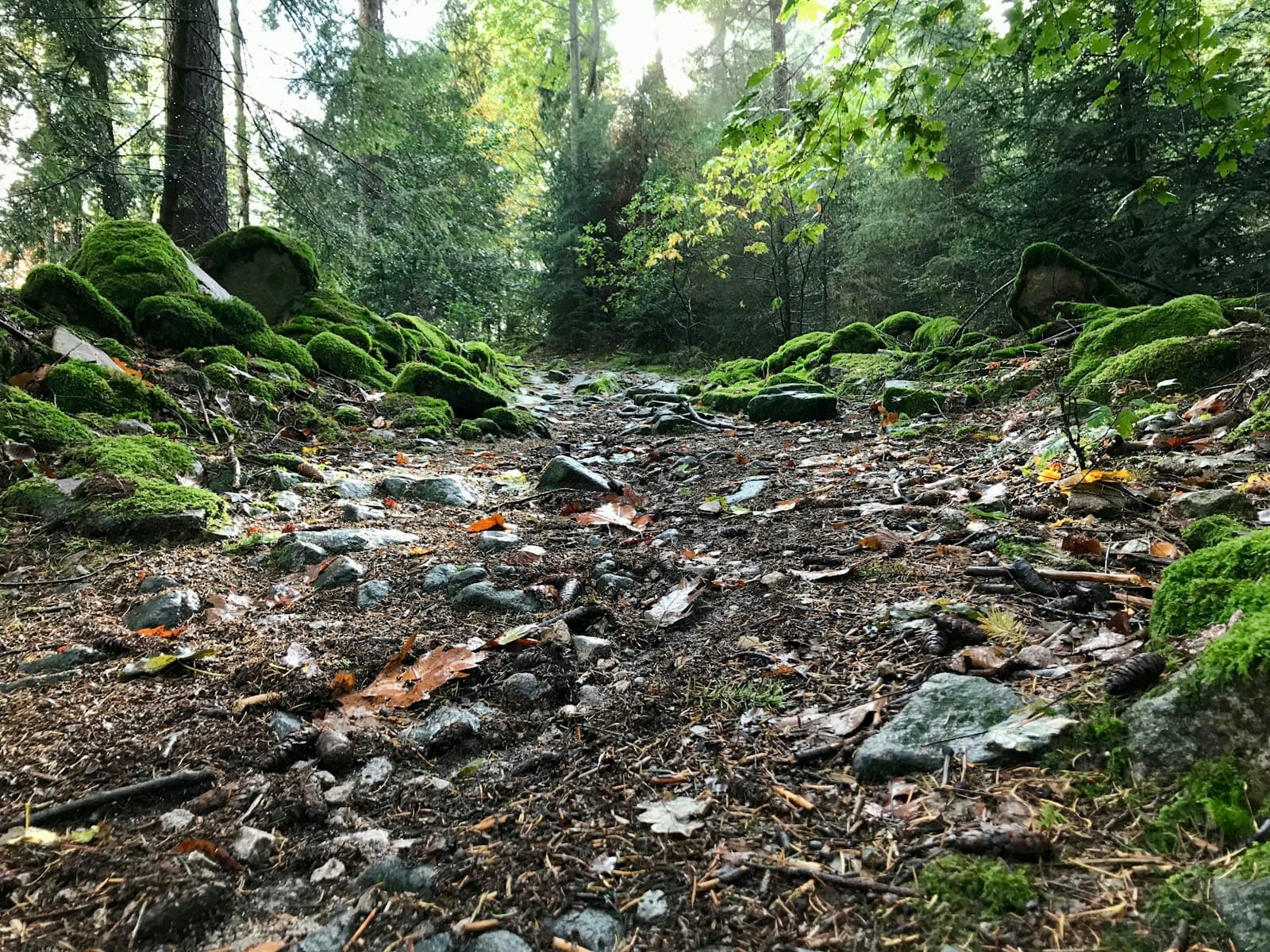 Gengenbach — a forest with trees and rocks