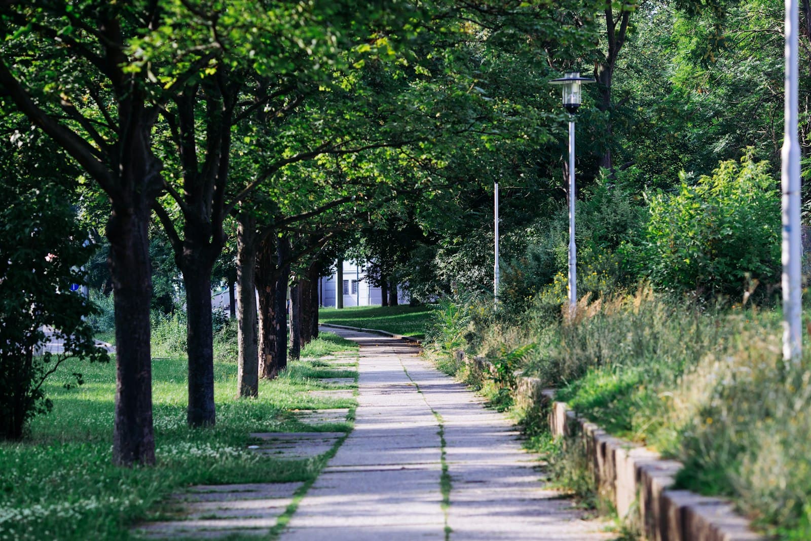 Gera — a street lined with trees next to a lush green park