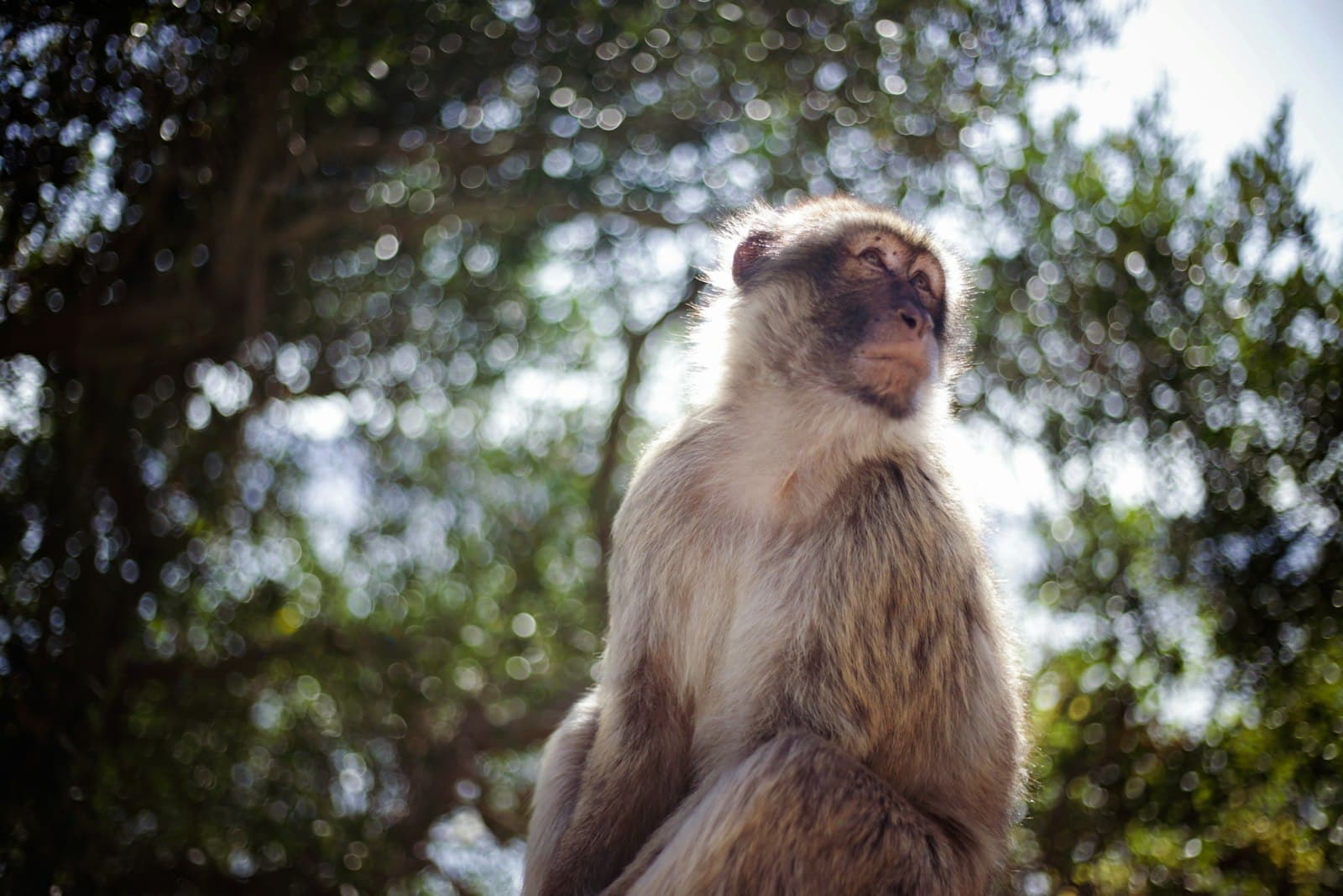 Gibraltar — brown monkey sitting on brown wooden fence during daytime