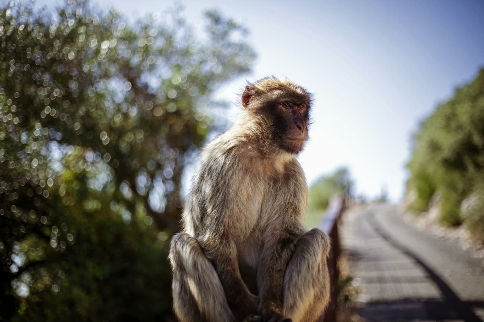 Gibraltar — brown monkey sitting on brown wooden fence during daytime