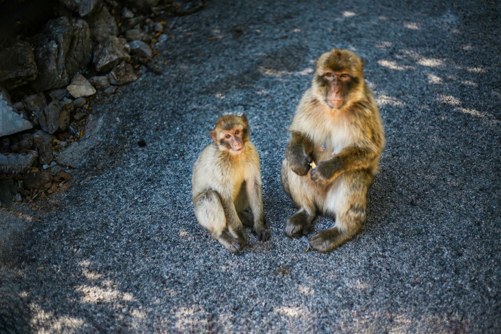Gibraltar — brown monkey sitting on ground during daytime