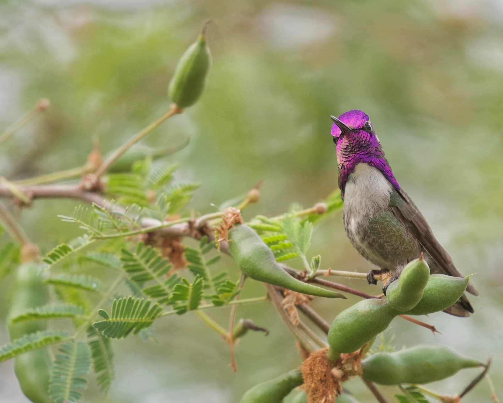 Glendale — A hummingbird with a purple head sits on a branch.
