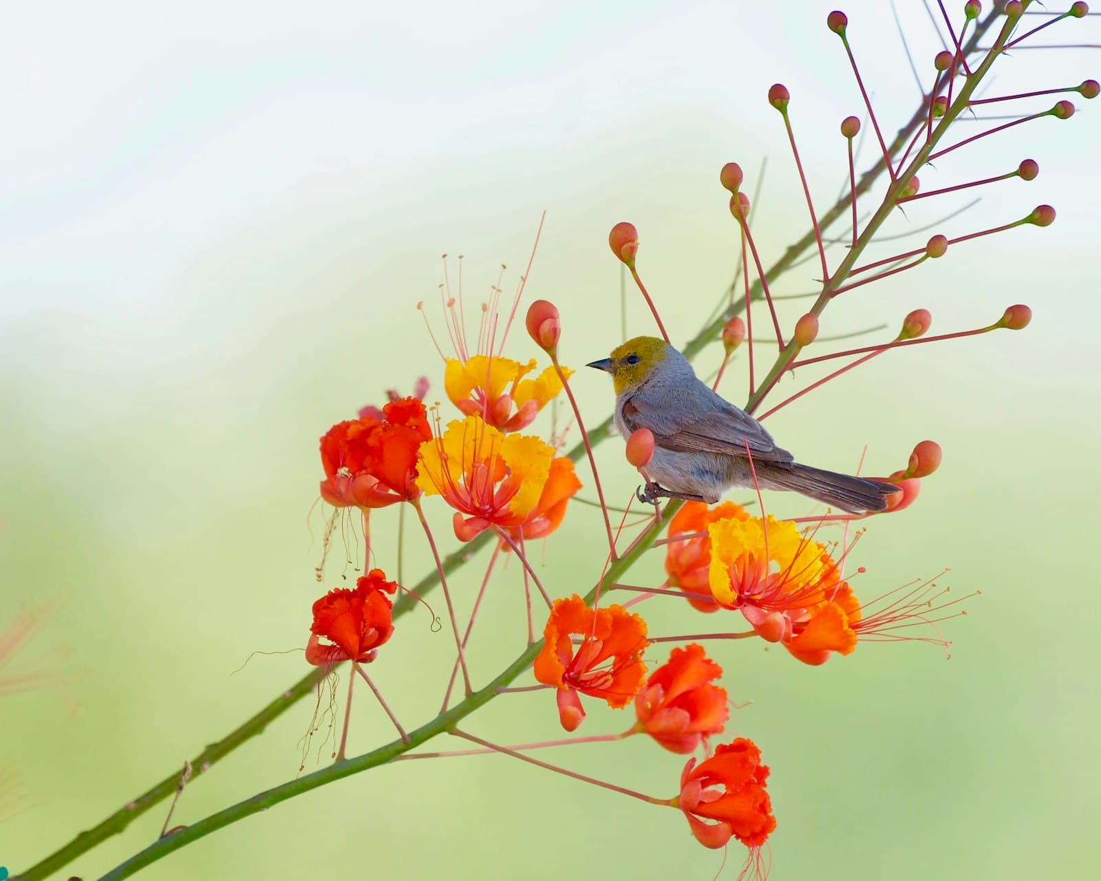Glendale — A small bird perched on a flowering branch.