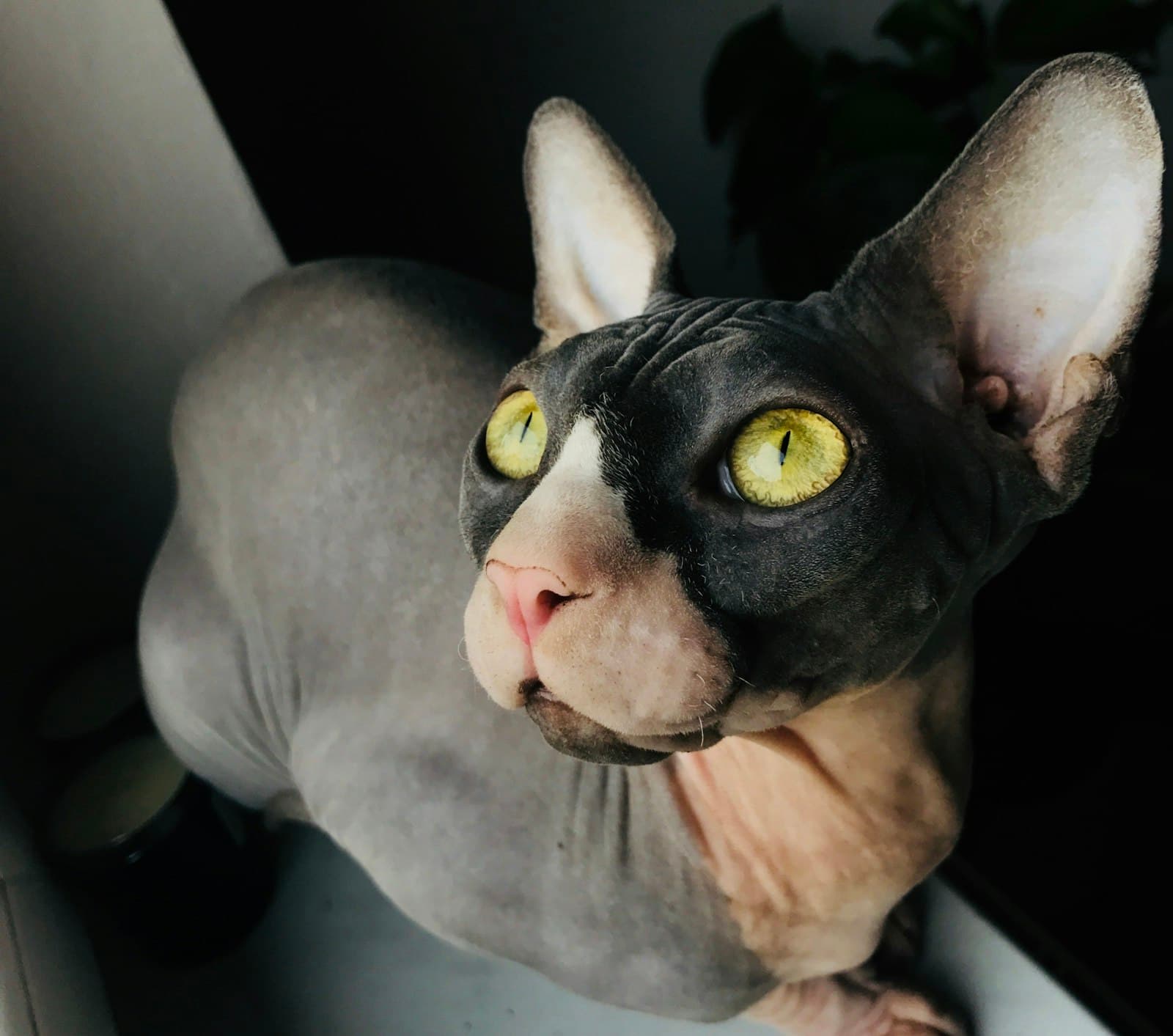 Gliwice — brown and black Sphinx cat
