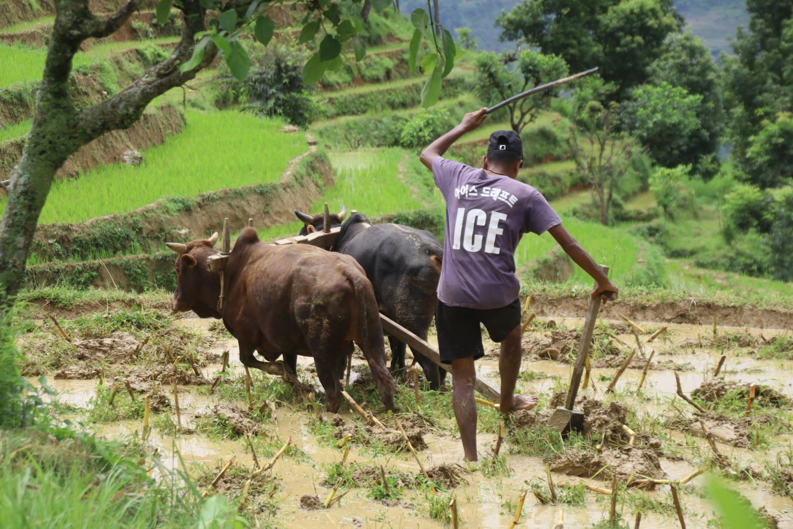 Gorkha — Farmer plows rice field with oxen on terraced hillside