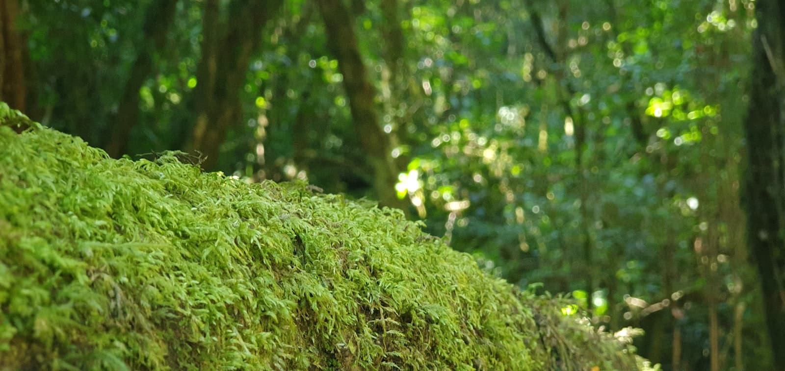 Graskop — a group of trees with green leaves
