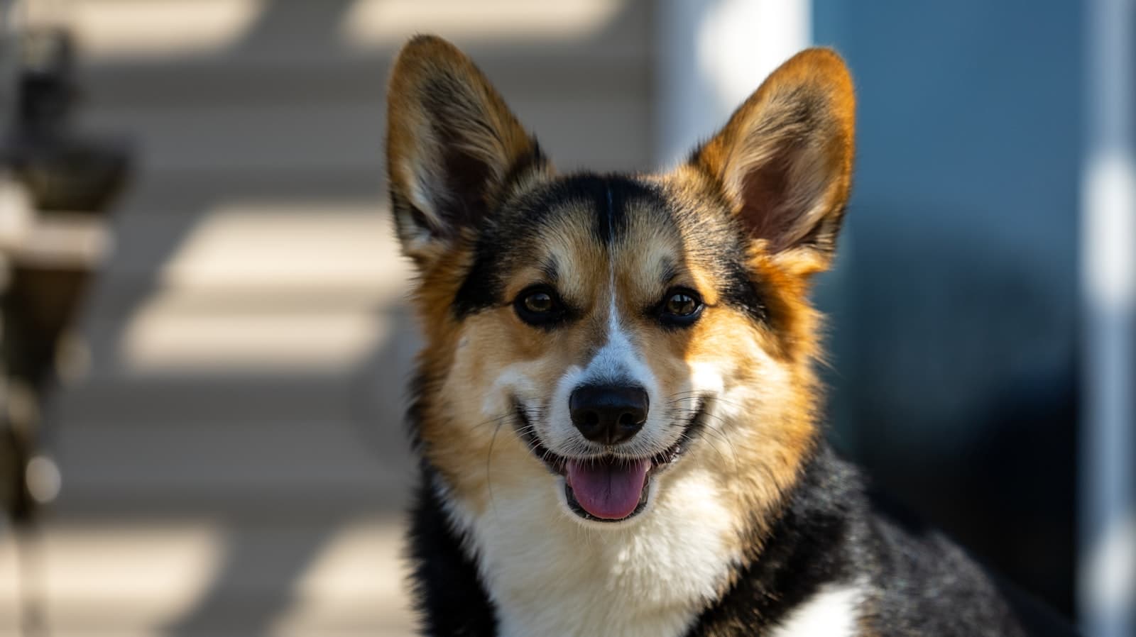 Greenville — a close up of a dog with its mouth open