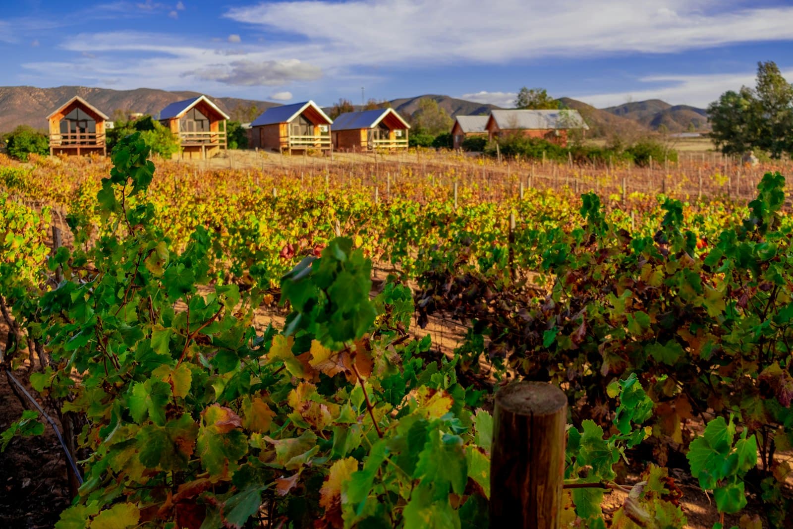 Guadalupe — a vineyard with a row of houses in the background