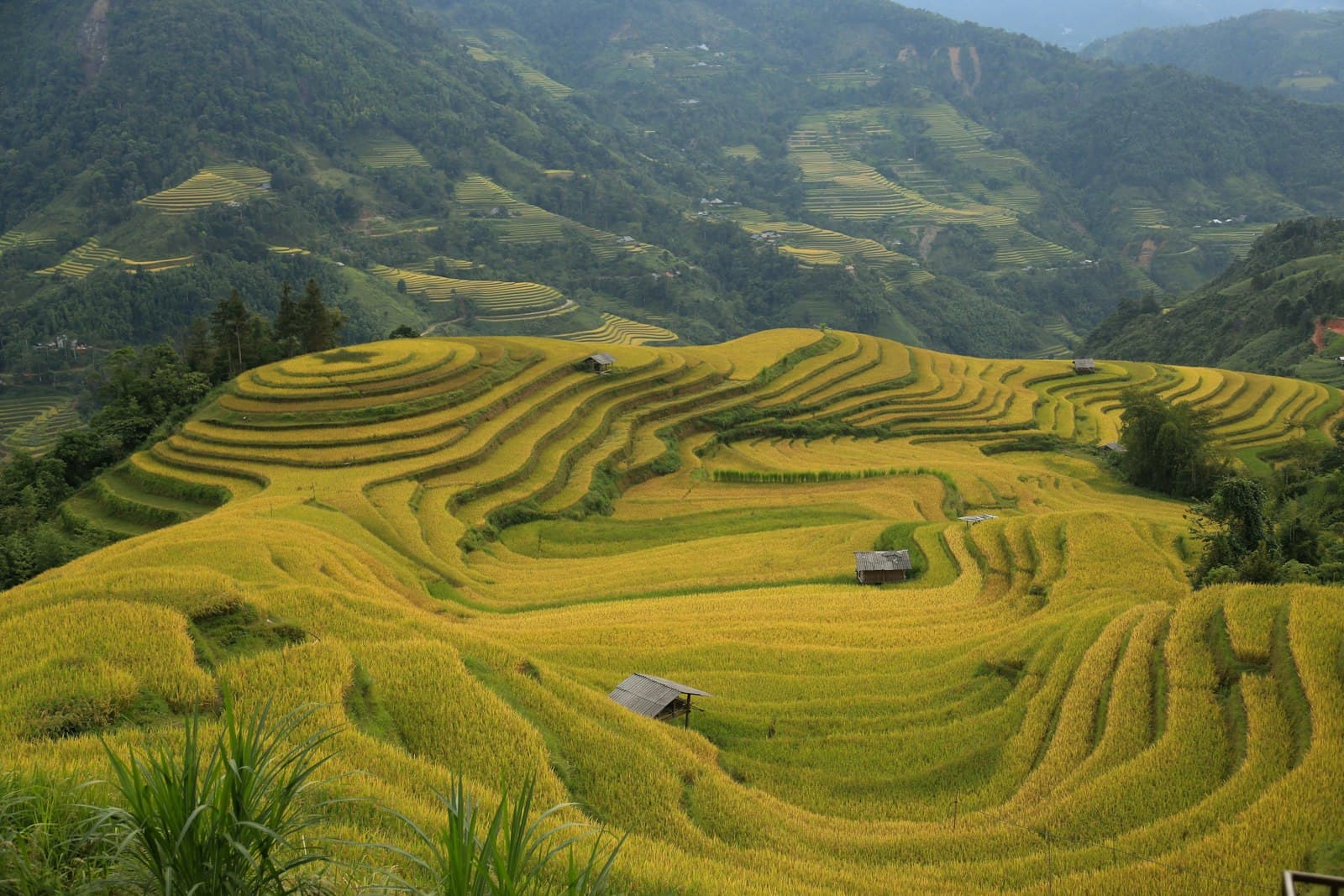Hà Giang — a rice field with a house in the middle of it