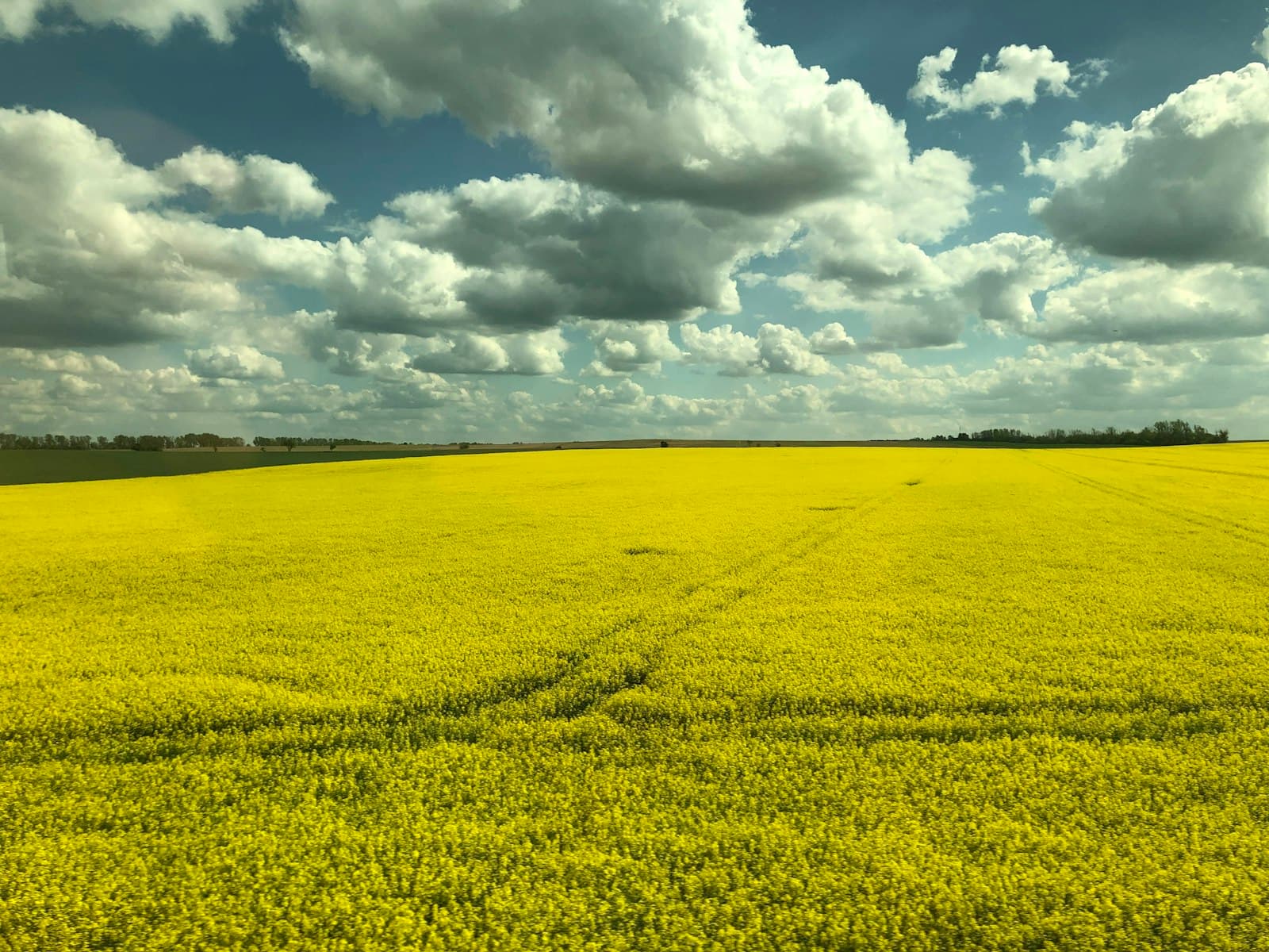 Halle (Saale) — yellow flower field under white clouds and blue sky during daytime