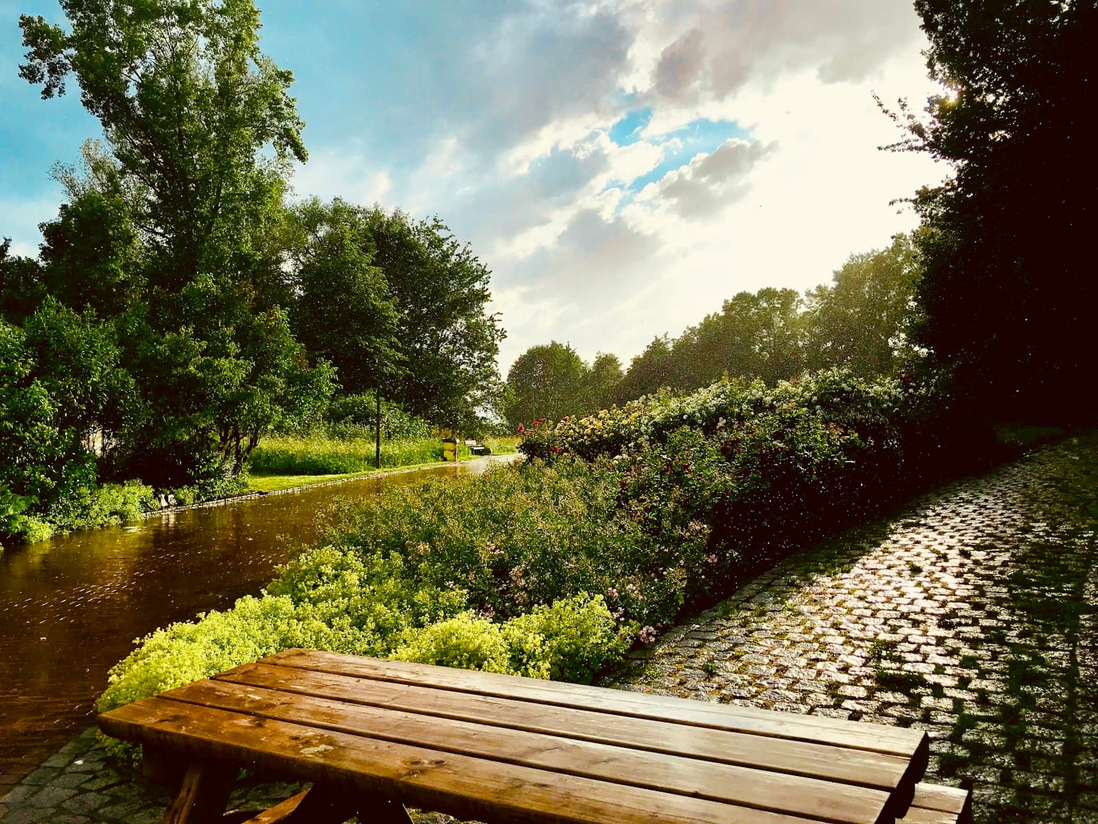 Hamm — brown wooden bench near green grass and trees under blue sky and white clouds during daytime