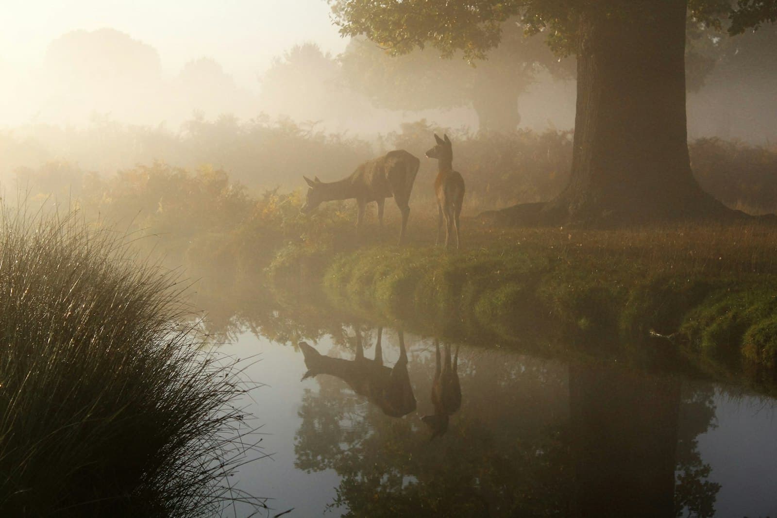 Hampton — brown animal near body of water