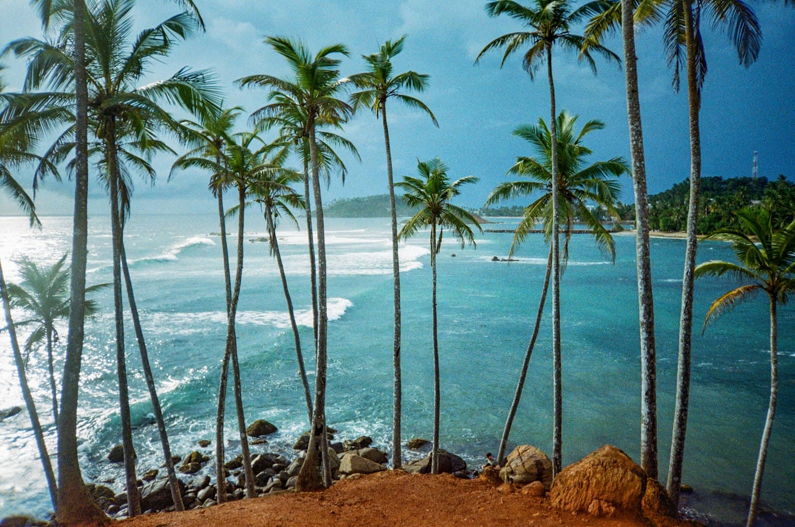 Haputale — a group of palm trees next to a body of water