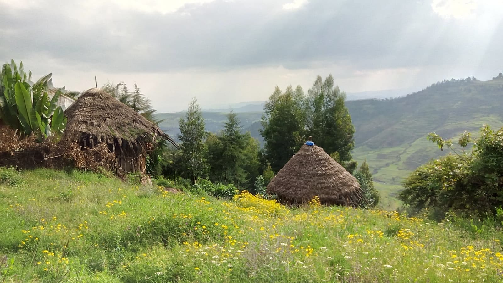 Hawassa — a couple of straw huts in a field of flowers