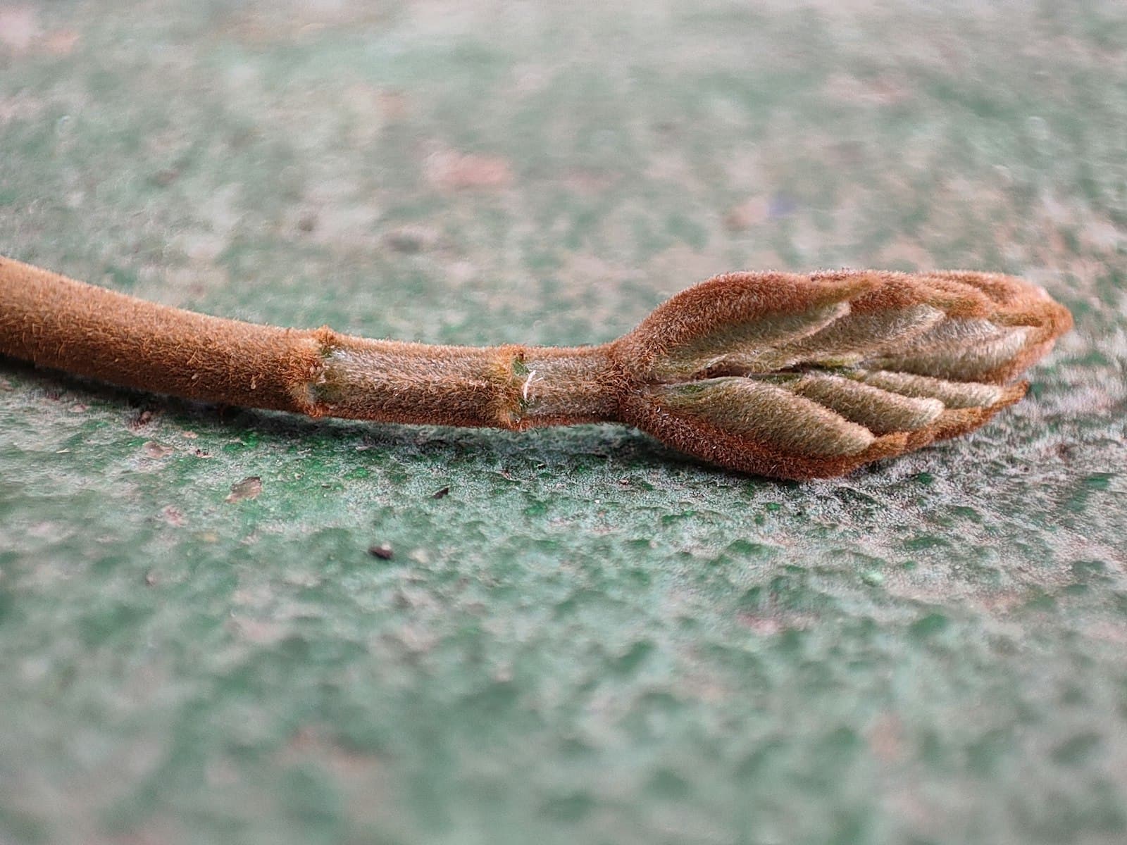 Hazaribagh — a close up of a leaf on a green surface