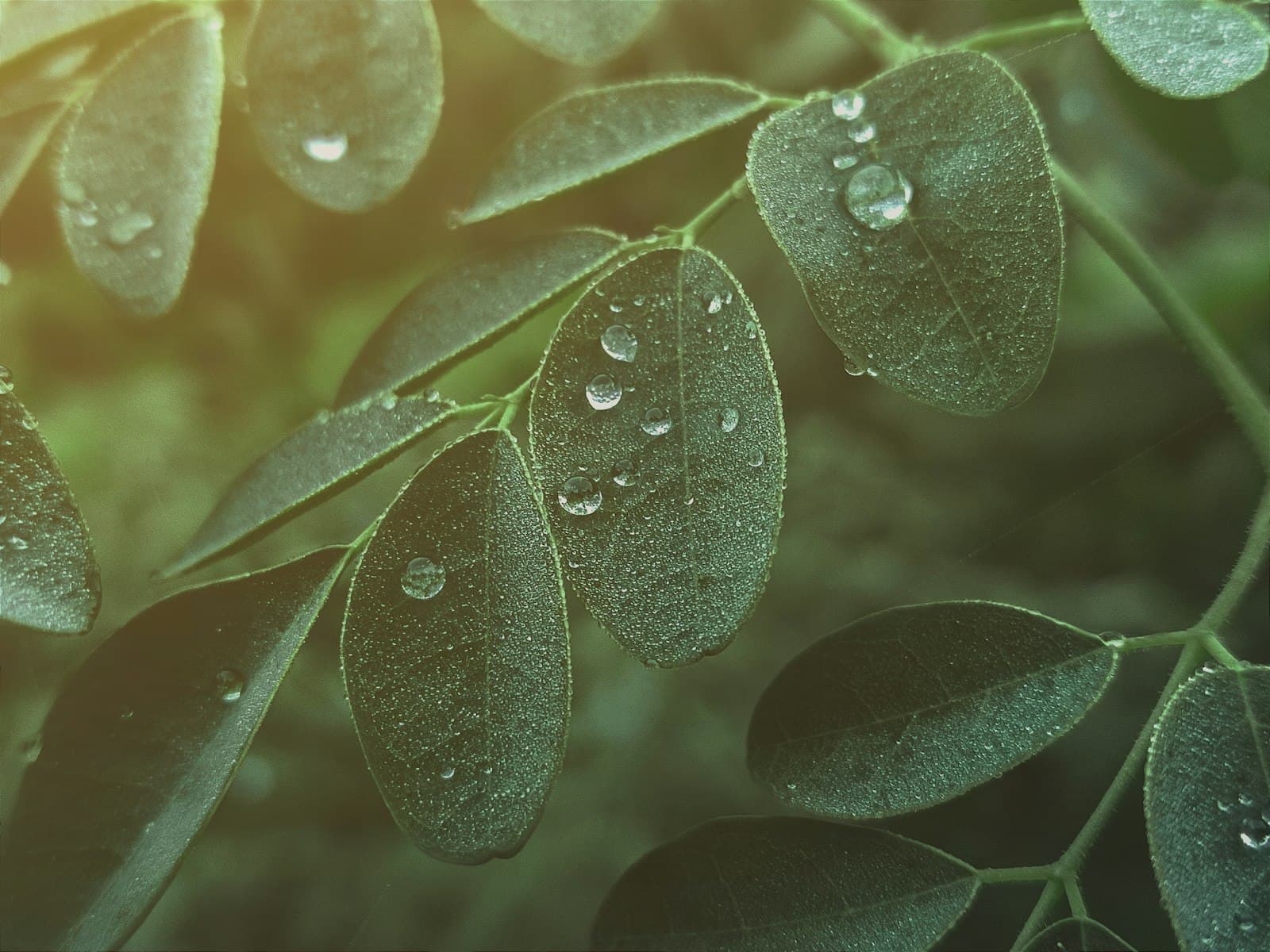 Hazaribagh — a close up of a leaf with water droplets on it