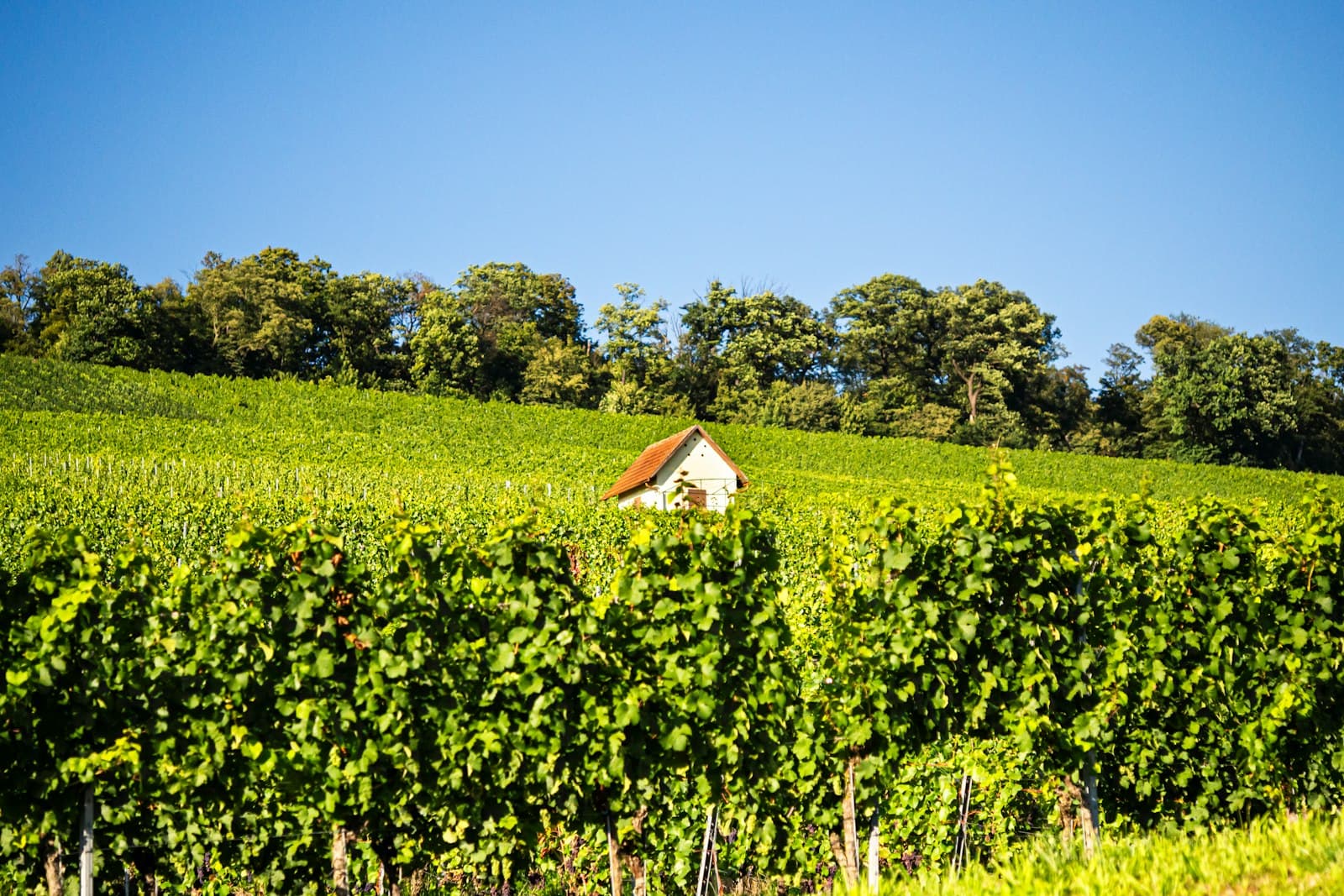 Heilbronn — Vineyard with a small house and trees