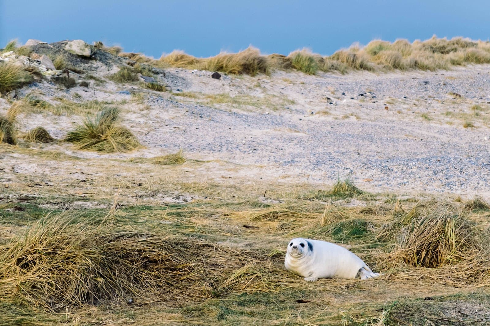 Heligoland — seal on grass field during daytime