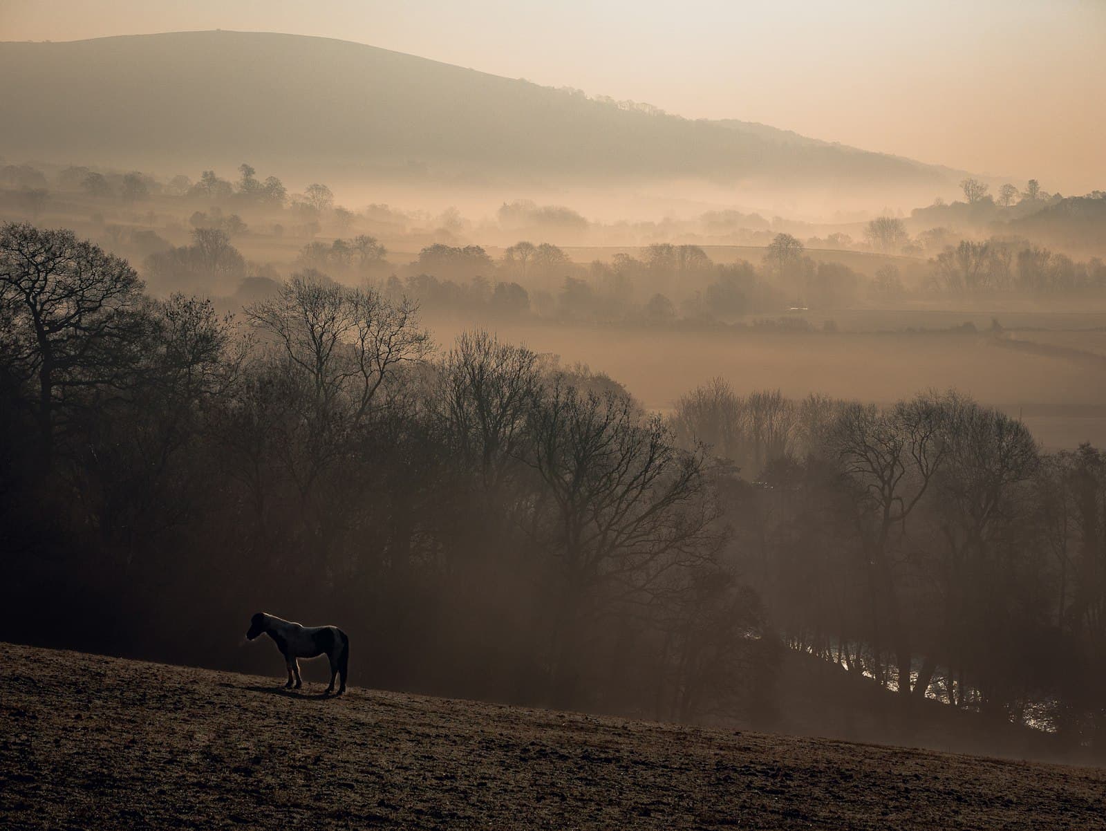Hereford — black horse on brown field during daytime