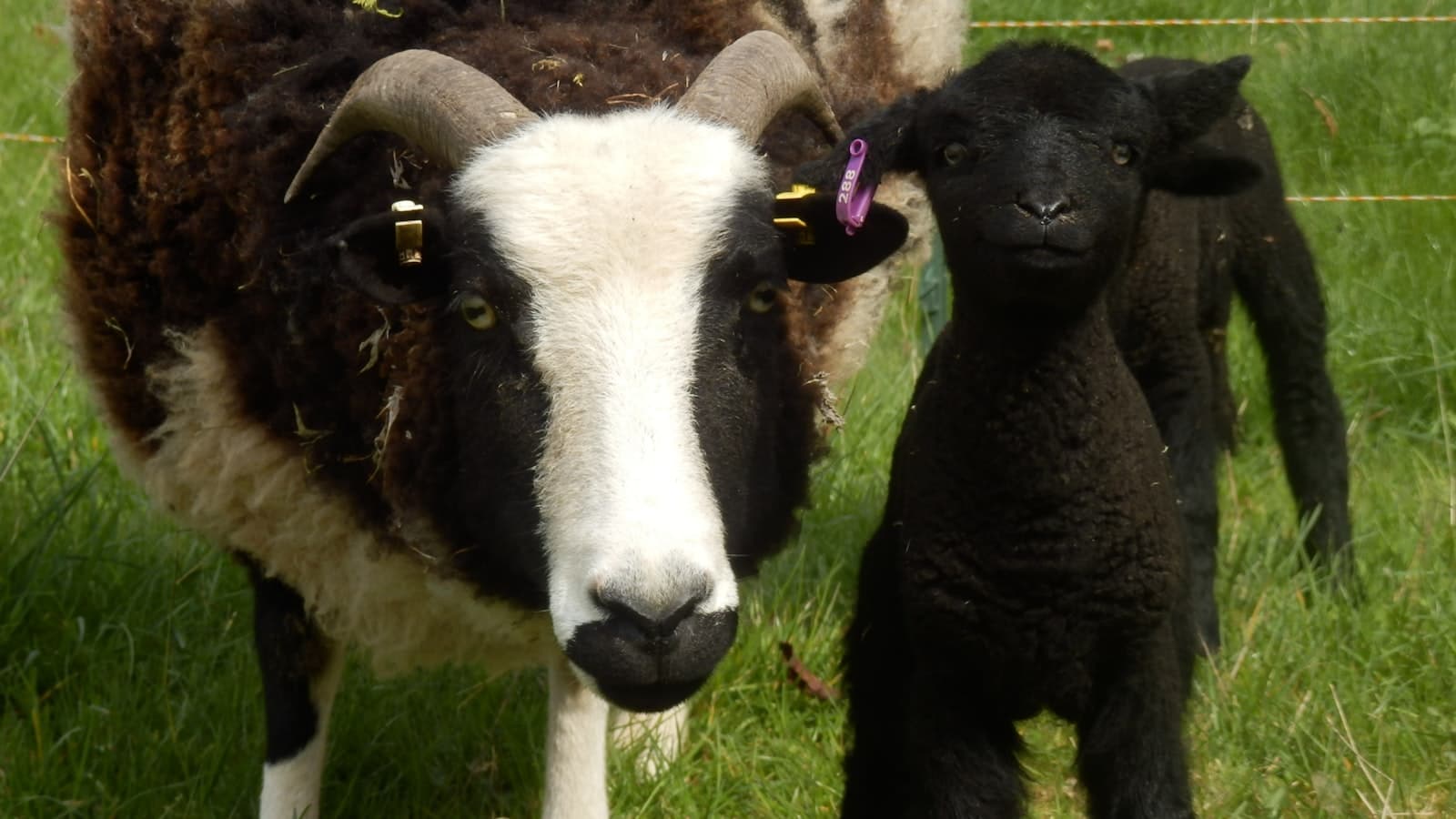 Hereford — a couple of sheep standing on top of a lush green field