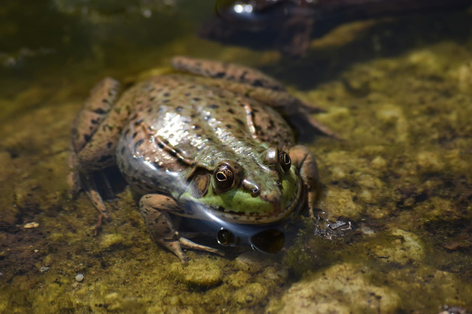 Hershey — a frog on a rock