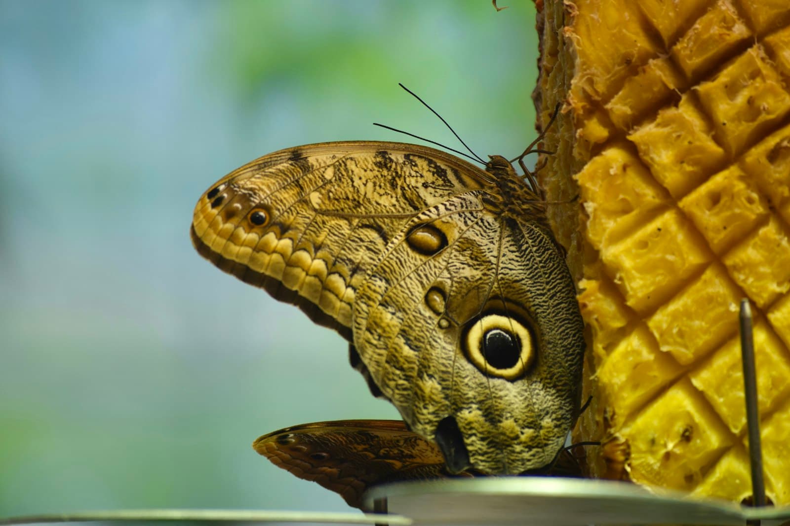 Hershey — a butterfly on a plant