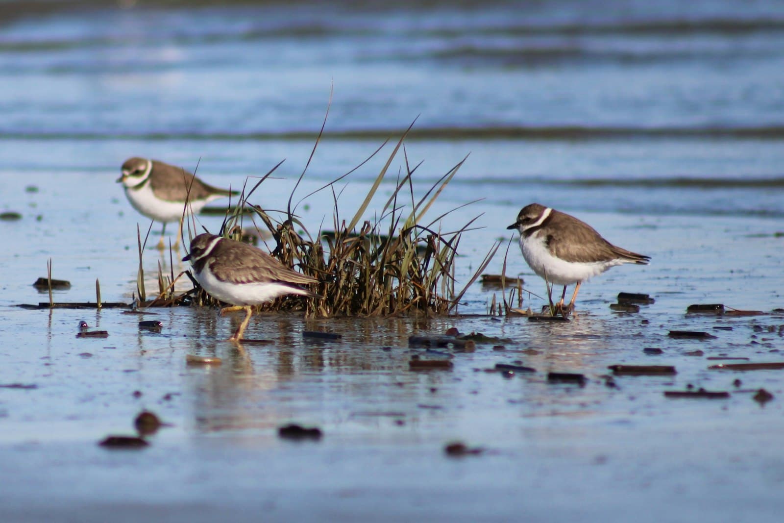 Hilton Head — a group of birds standing on top of a sandy beach