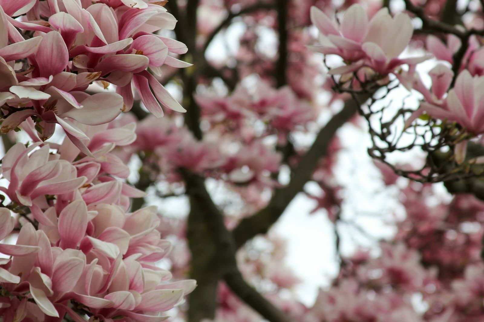 Holland — a close up of pink flowers