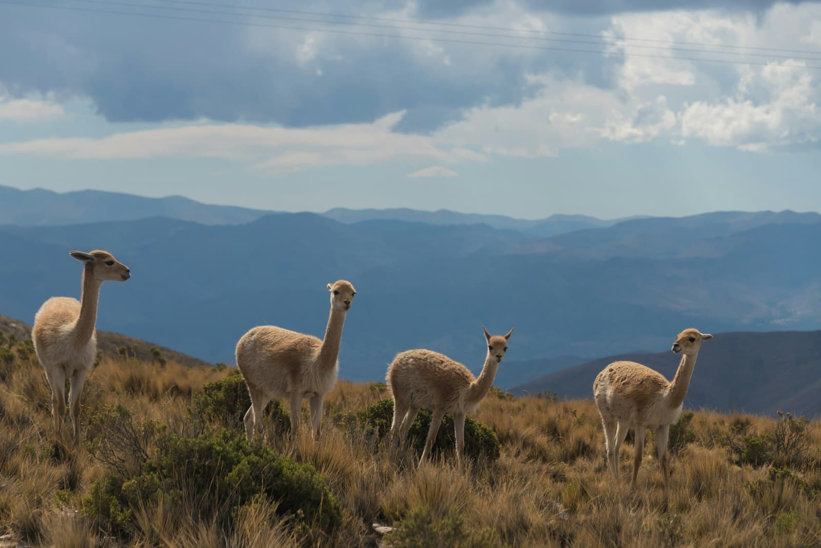 Humahuaca — four brown camels under blue sky