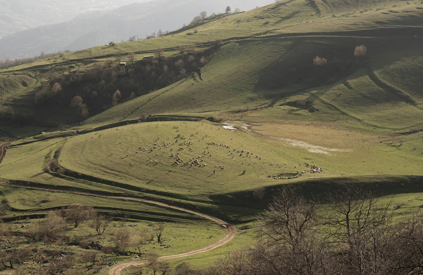 Ijevan — a lush green hillside covered in lots of animals