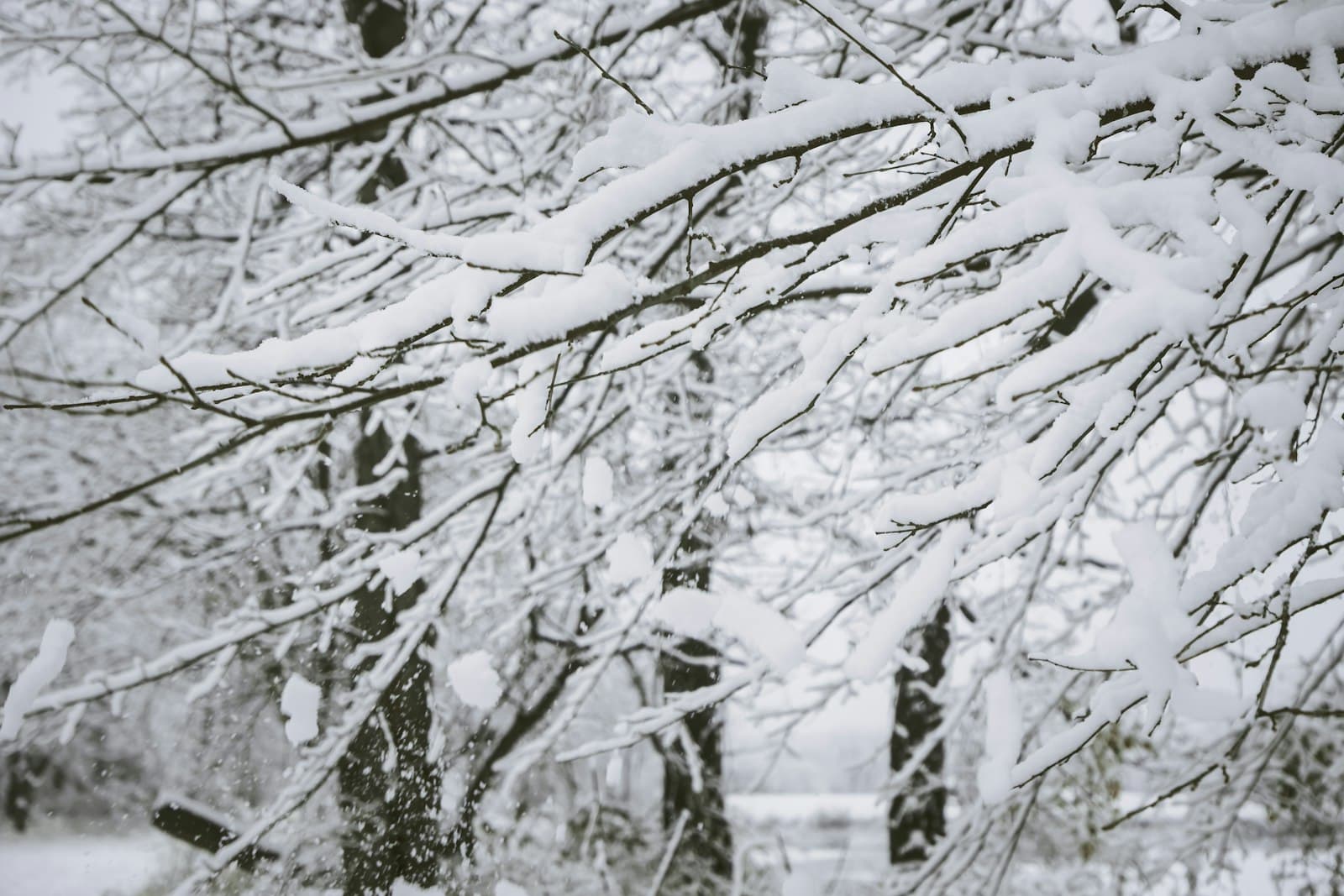 Iowa City — snow covered trees and ground