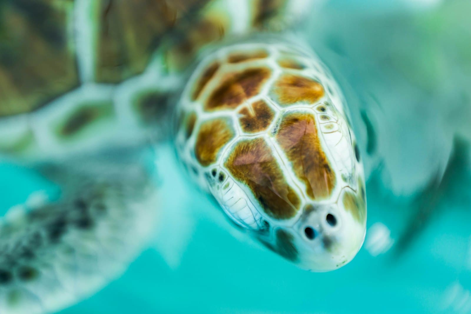 Isla Mujeres — underwater photography of brown sea turtle