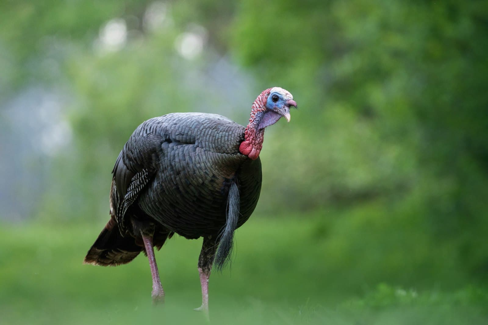 İznik — a close up of a turkey in a field