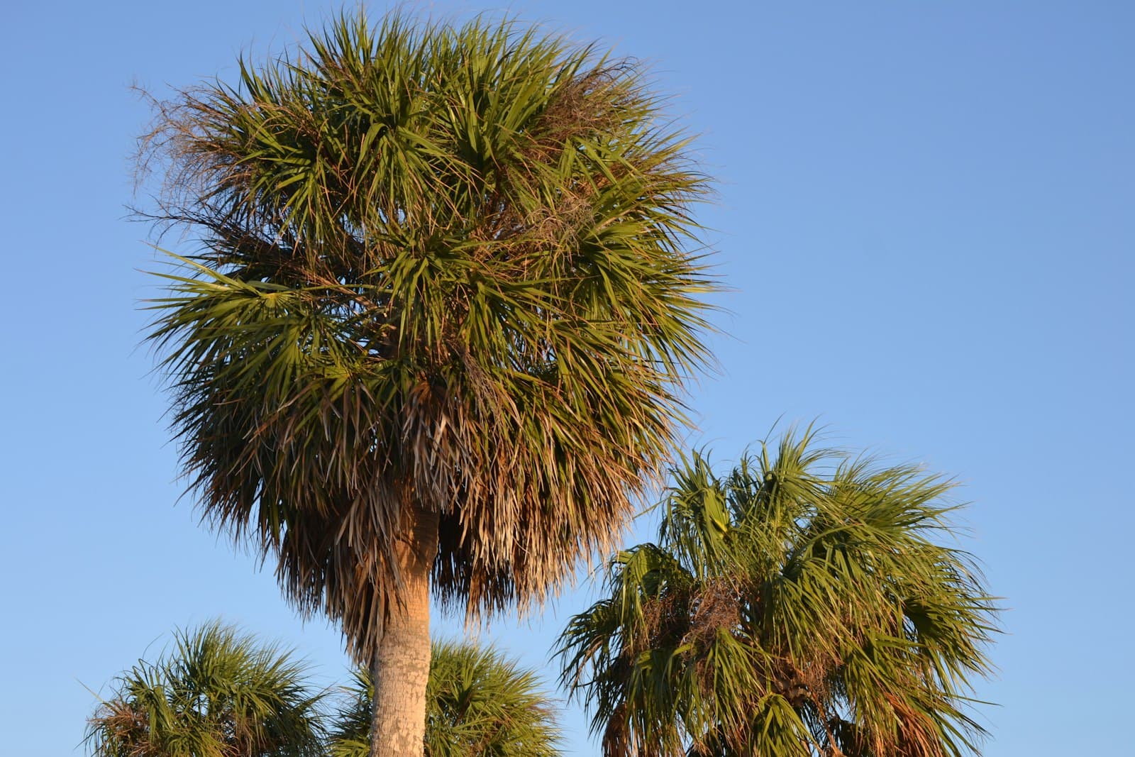 Jacksonville — a couple of palm trees sitting next to each other