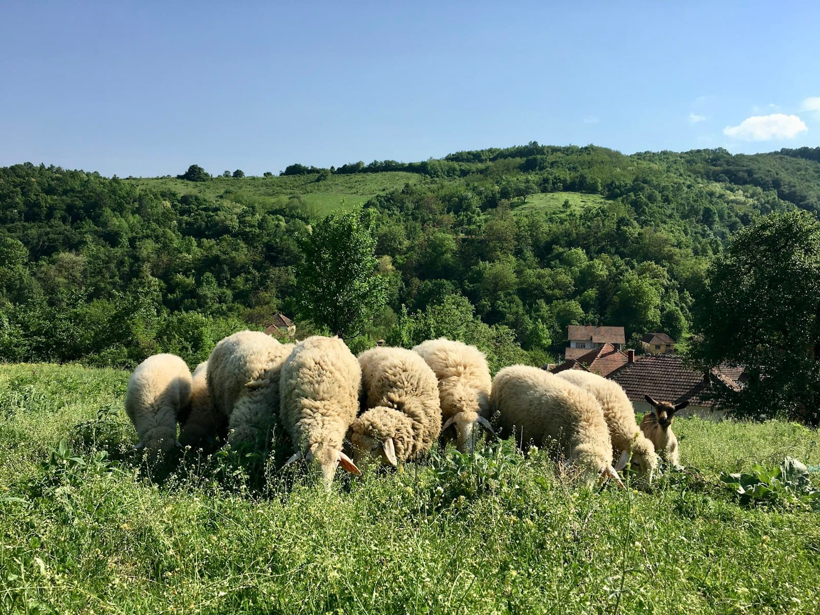 Jagodina — a group of sheep grazing in a field