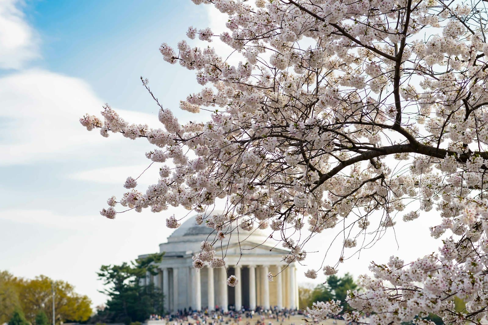 Jefferson — a cherry blossom tree in front of the jefferson memorial